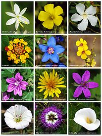 A poster with twelve flowers of different fami...
