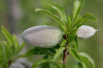 Unripe almond on tree