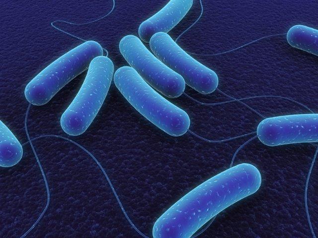 bigstockphoto_Coli_Bacteria_1490456