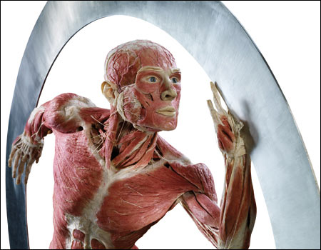 1bodyworlds_waveroller_450x350