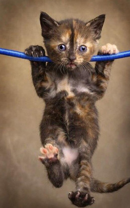 cat_hanging_around