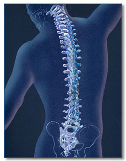 spine