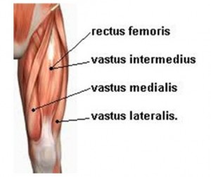 quadriceps