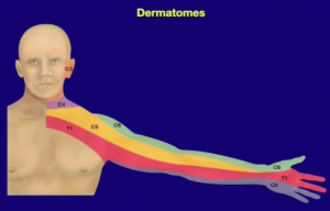 dermatomes