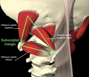 neckmuscles2