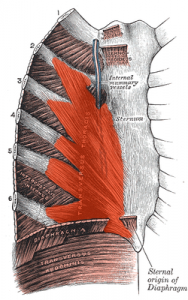 Transversus_thoracis