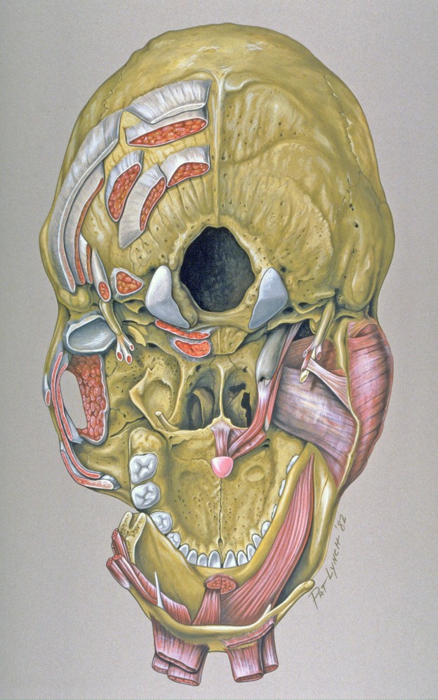 Medical Illustrations by Patrick Lynch, generated for multimedia teaching projects by the Yale University School of Medicine, Center for Advanced Instructional Media, 1987-2000.